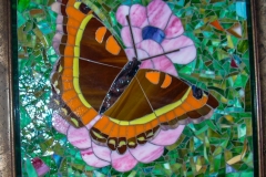 Butterfly Olbrich Gardens